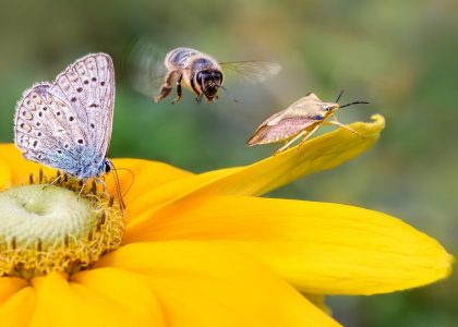 biodiversity_bees