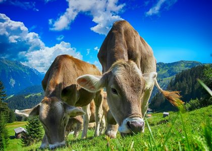 cows-2641195_1280